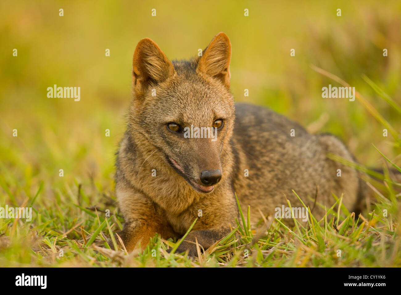 Crabeating Fox (Cerdocyon thous Stock Photo Alamy