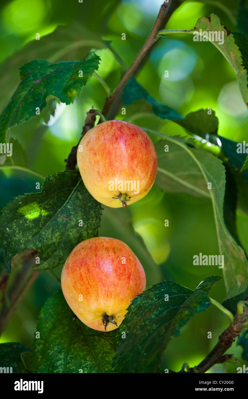 Two apples hanging from a tree in shaded light Stock Photo - Alamy