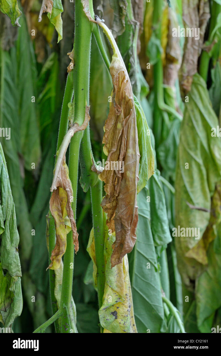 Tobacco: Nicotiana tabacum. Leaves drying. Botanic garden. Eden Project, Cornwall, England Stock Photo