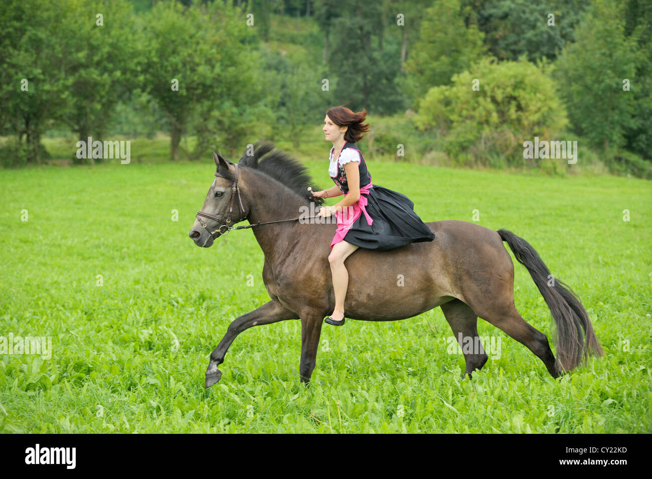 Young rider wearing a dirndl riding without a saddle on her galloping Connemara pony Stock Photo