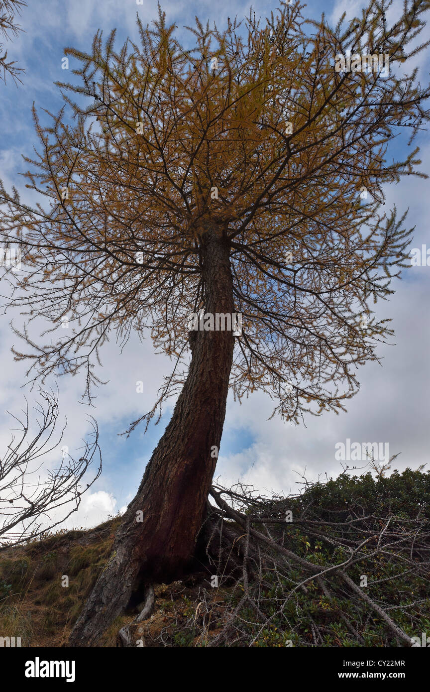 a larch in autumn, Gran Paradiso NP, Piedmont, Italy Stock Photo