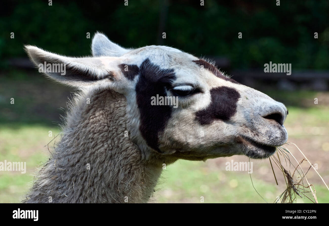 Portrait of Llama (lama glama Stock Photo - Alamy