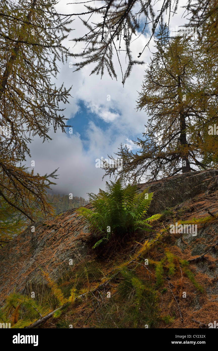 a fern in a larch-wood, Gran Paradiso NP, Piedmont, Italy Stock Photo