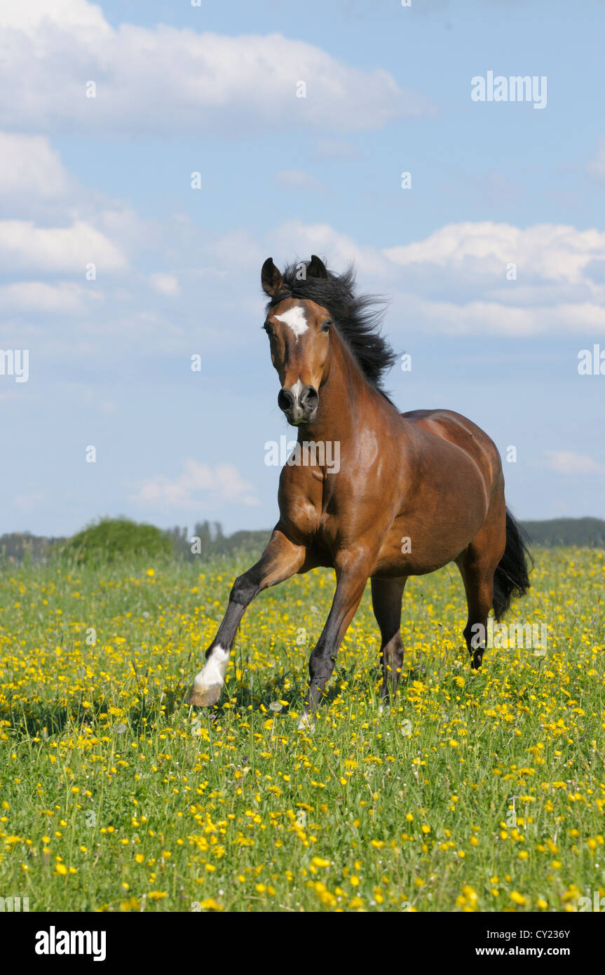 Paso Fino horse galloping in the field Stock Photo Alamy