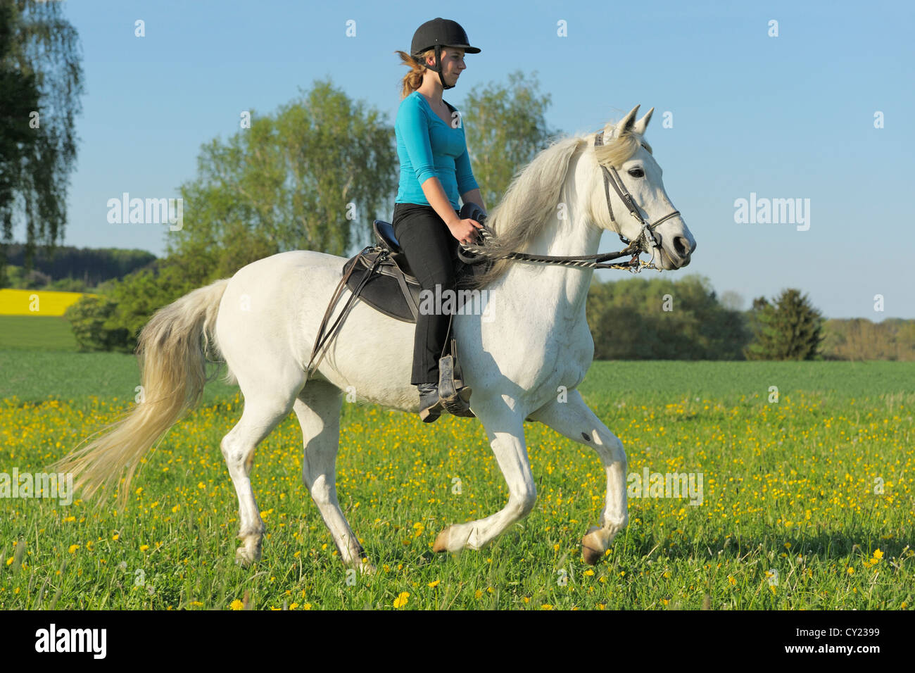Girl on back of a Paso Fino horse galloping in a flower meadow Stock Photo