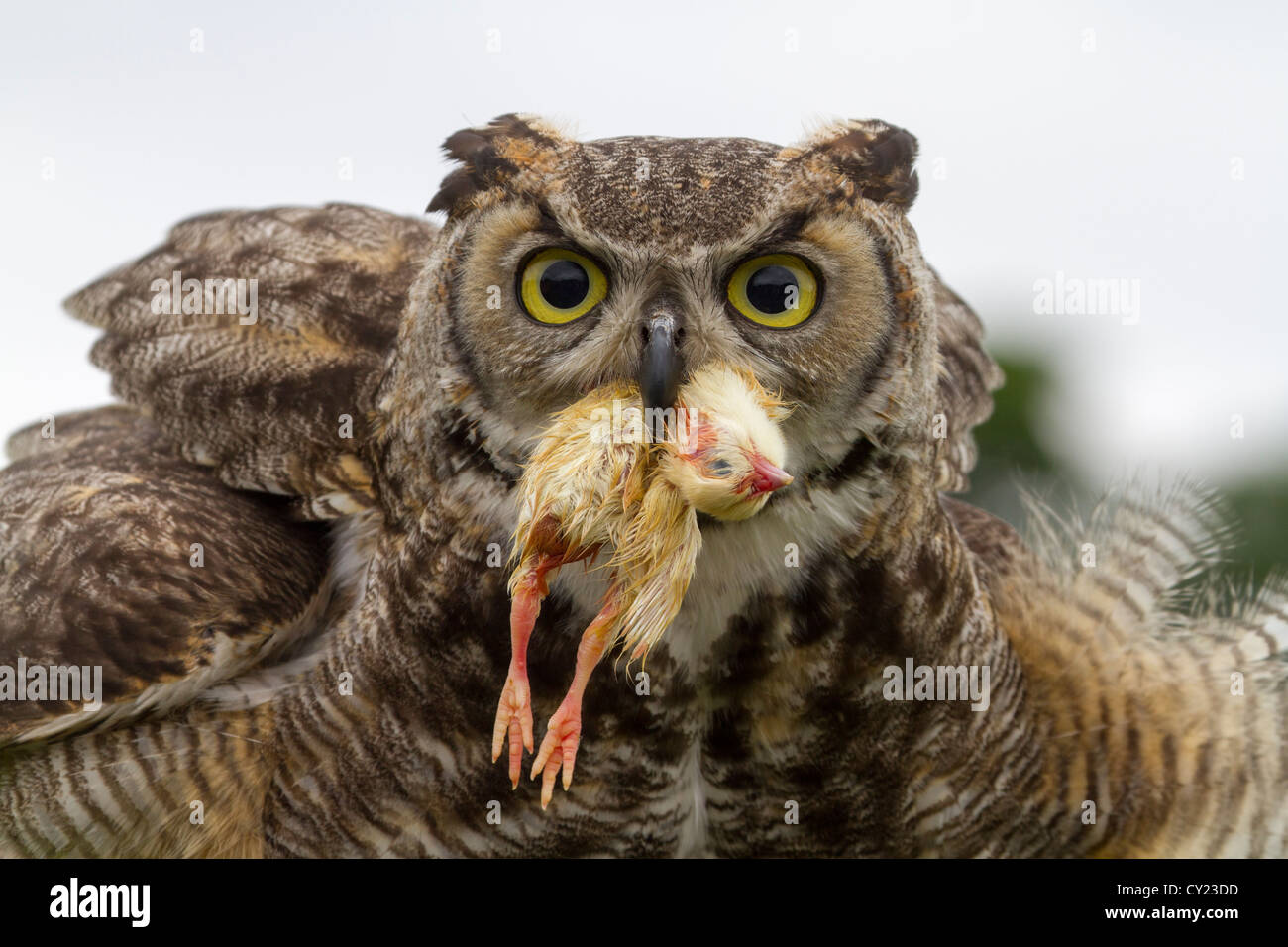 Eagle Owl feeding on a chick closeup Stock Photo Alamy