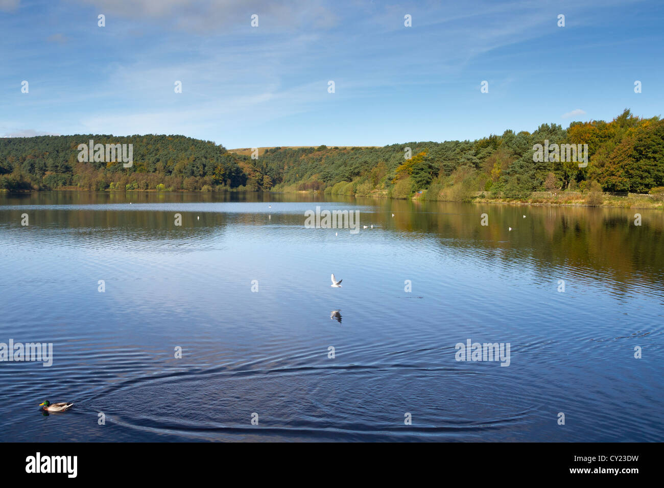 Ogden Water Reservoir Halifax west yorkshire uk Stock Photo Alamy