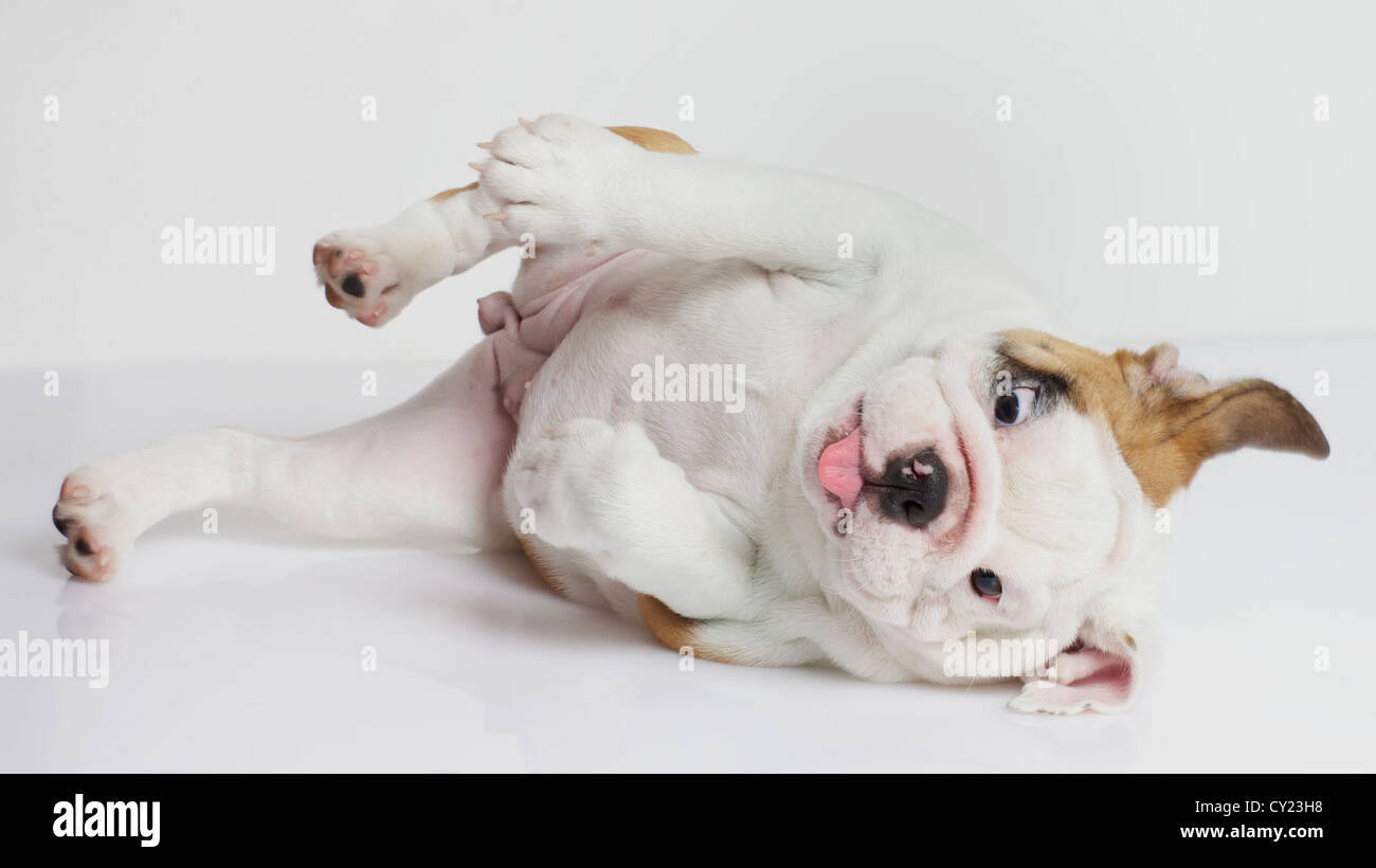 English Bulldog puppy rolling over on her side Stock Photo