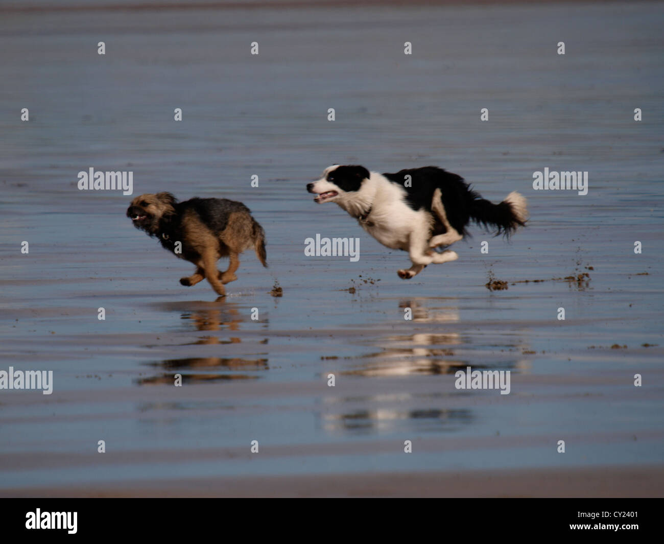 Dogs playing chase at the beach, Devon, UK Stock Photo Alamy