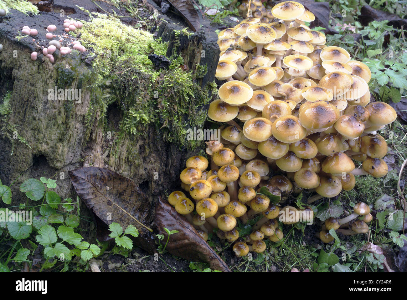 Armillária méllea mushroom - mushrooms in bush in the field Stock Photo