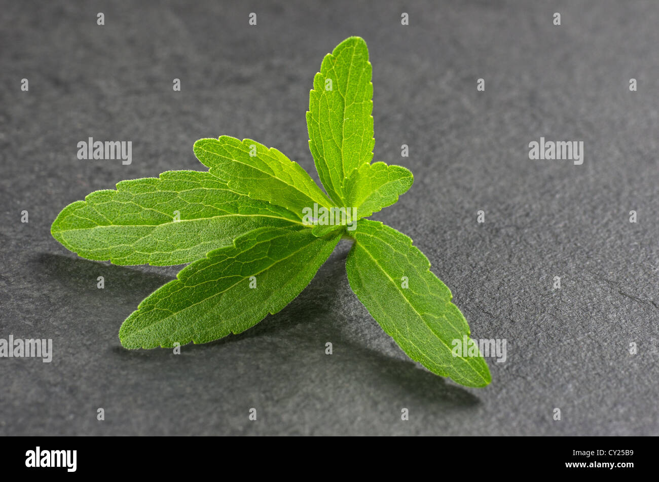 Stevia leaves on a slate plate Stock Photo