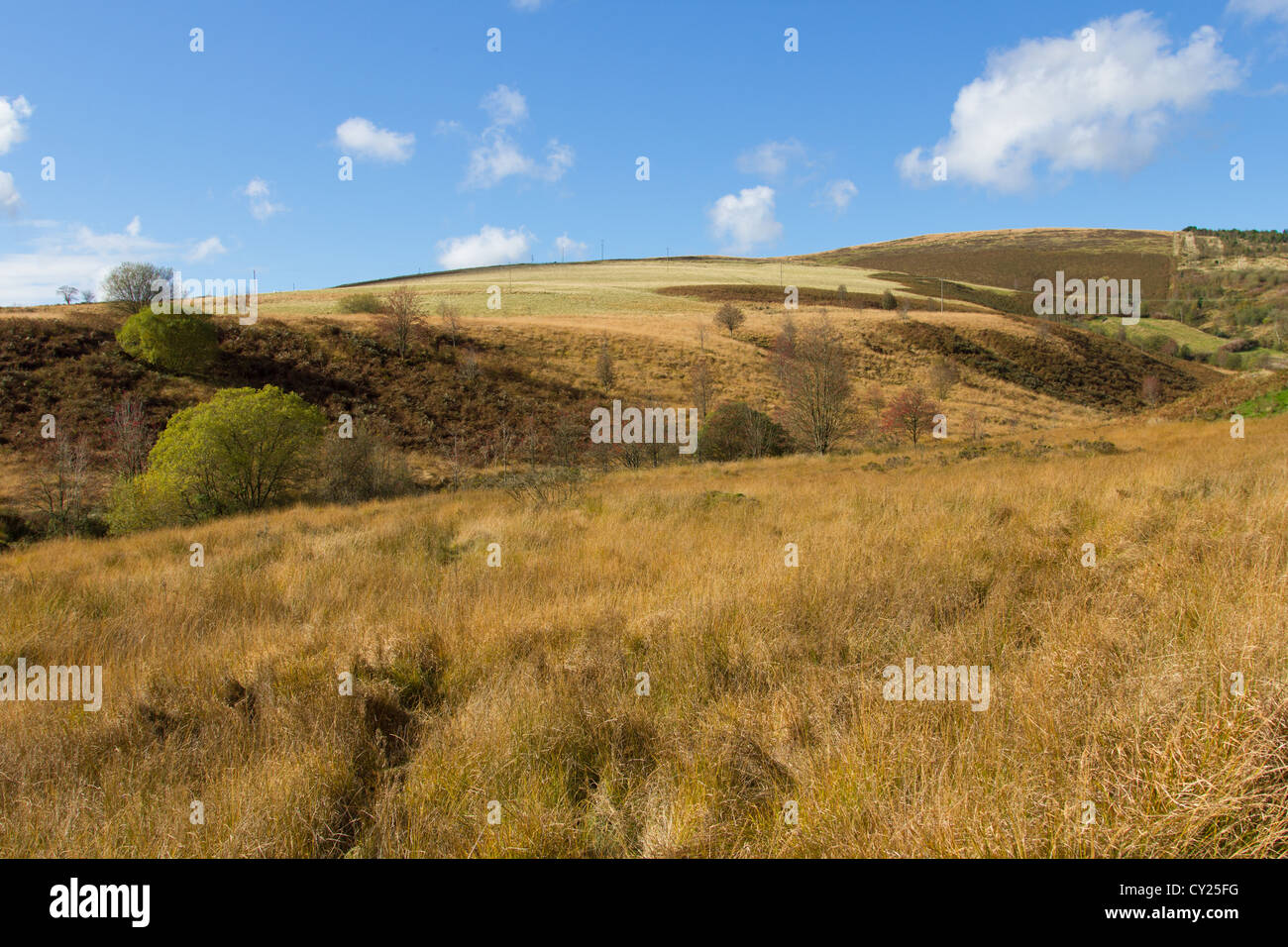 The golden colours of autumn in the hills of Powys, mid Wales Stock Photo