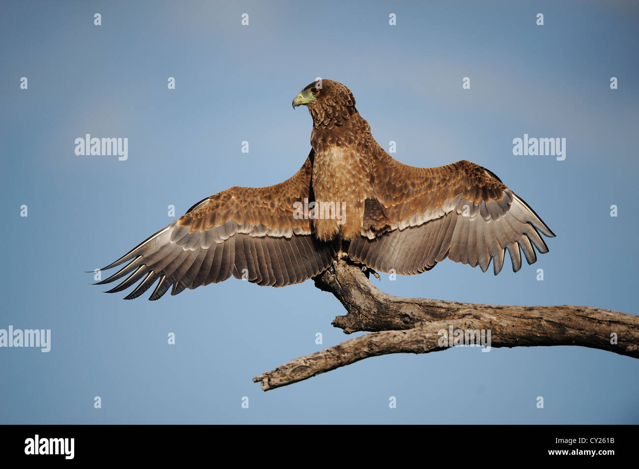 Eagle resting on a tree branch with its wings spread, Ndutu, Tanzania Stock Photo