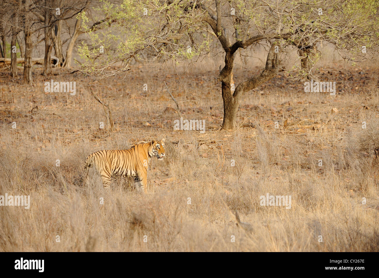 Bengal Tiger (Panthera tigris), Ranthambore, India Stock Photo