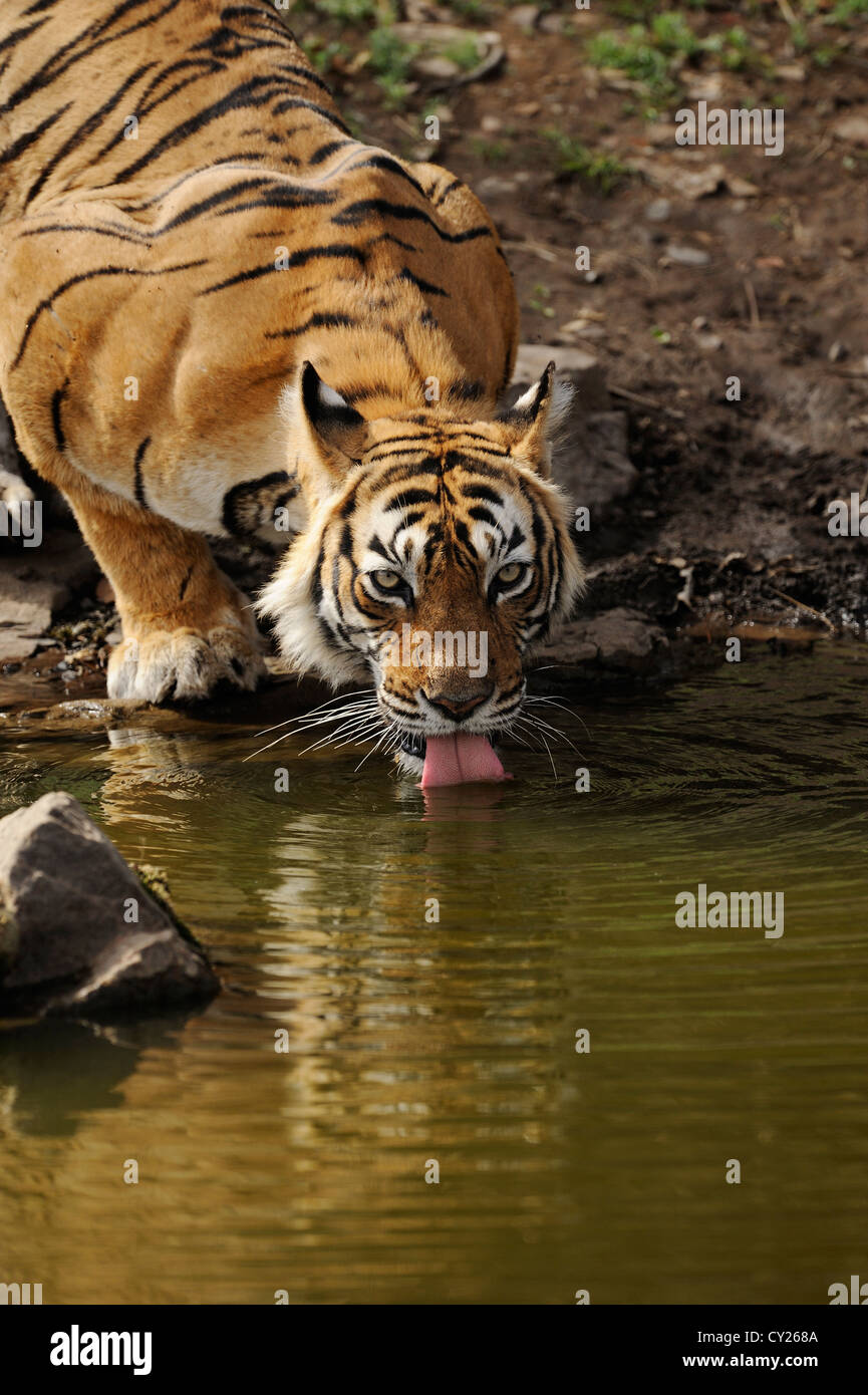 Tiger drinking at a waterhole, Ranthambhore, India Stock Photo