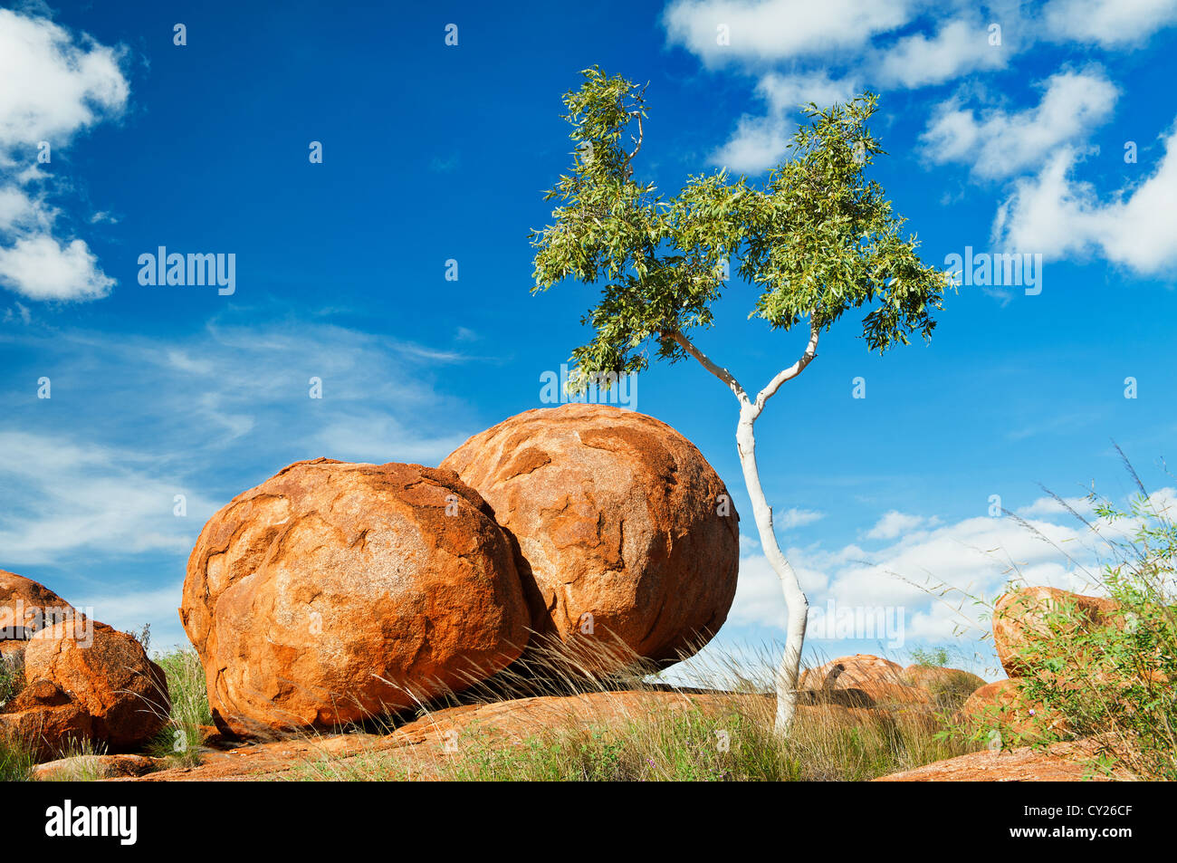 Two granite boulder of the Devils Marbles and a Ghost Gum. Stock Photo