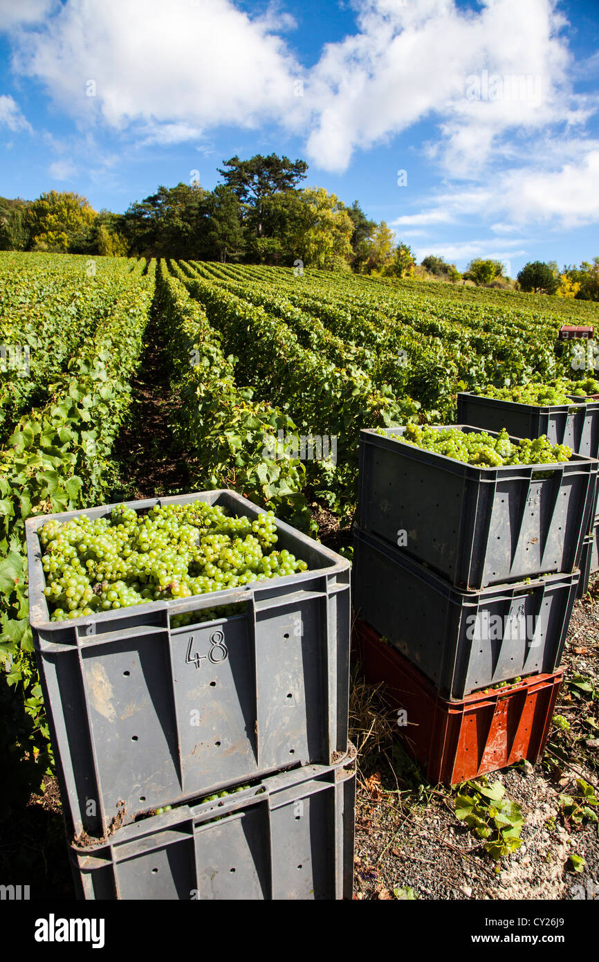 Grape harvesters in Champagne at dawn