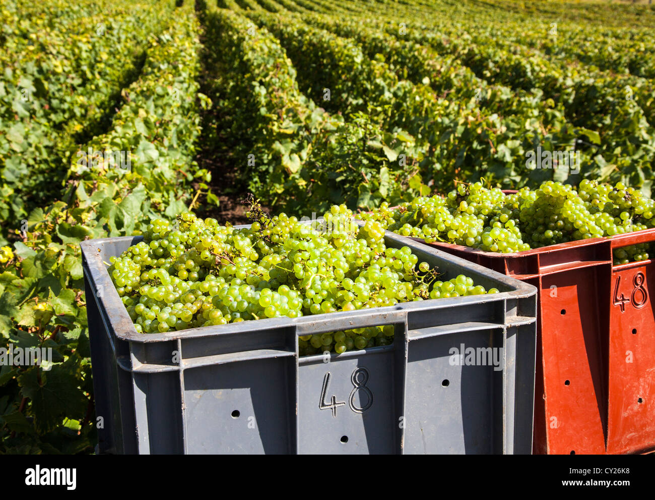 Crates of harvested grapes and rows of vines during the grape harvest