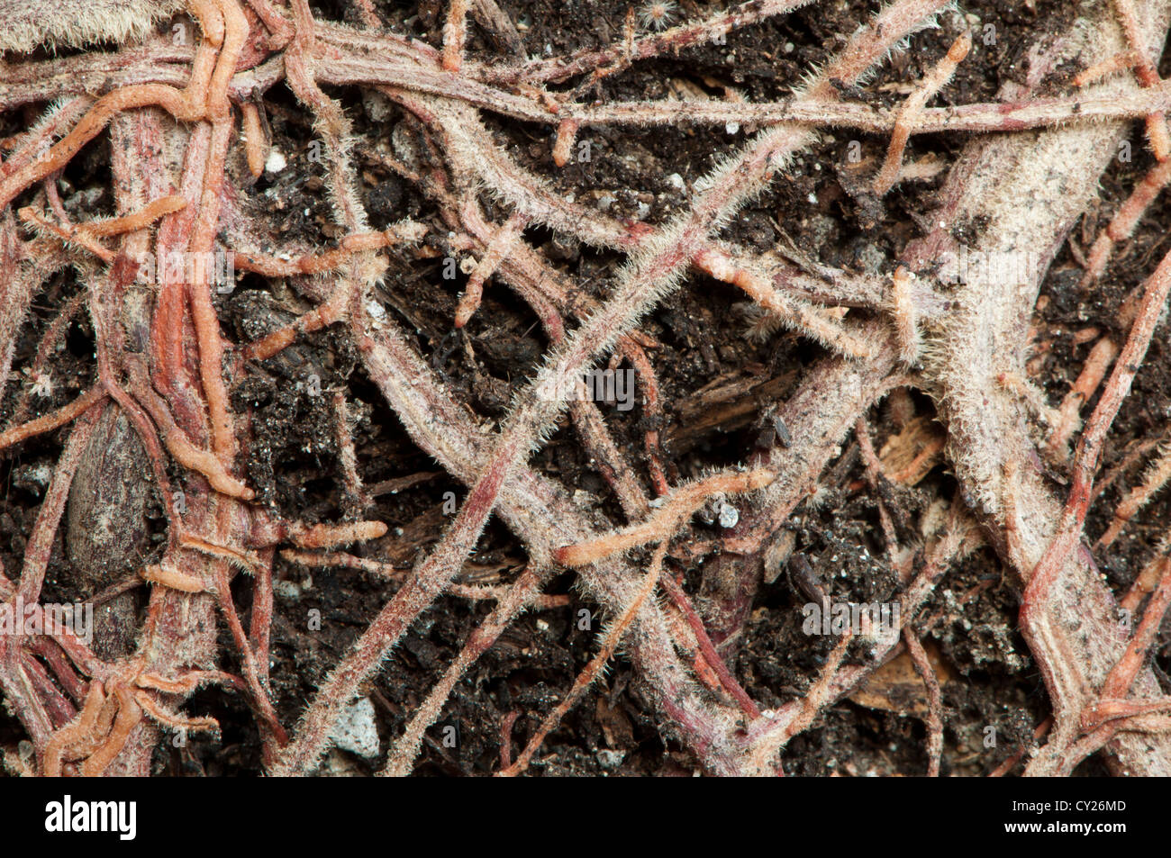 Roots of a flower closeup Stock Photo - Alamy