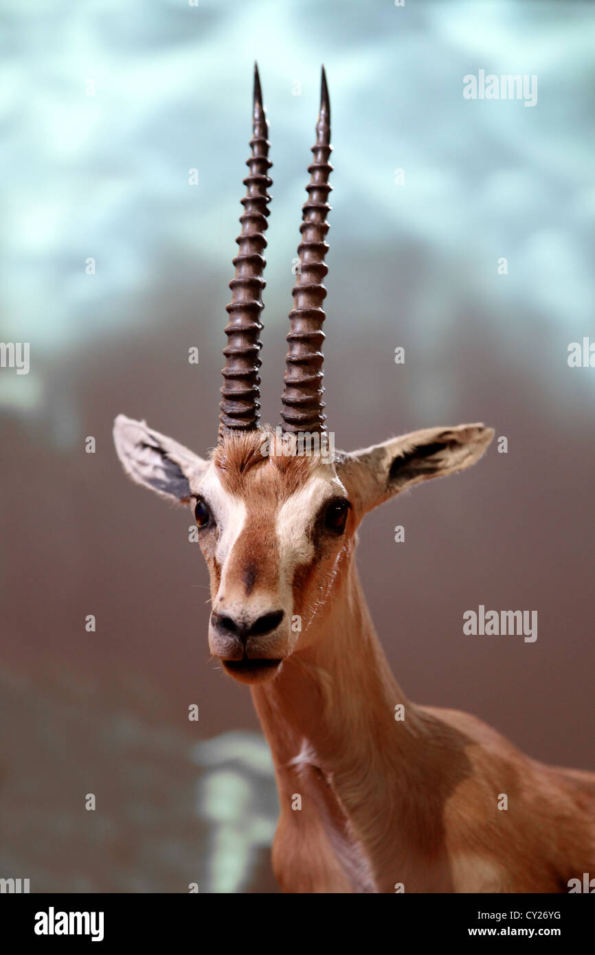 Thomson's gazelle Eudorcas thomsonii Gazella thomsoni (i Stock Photo ...