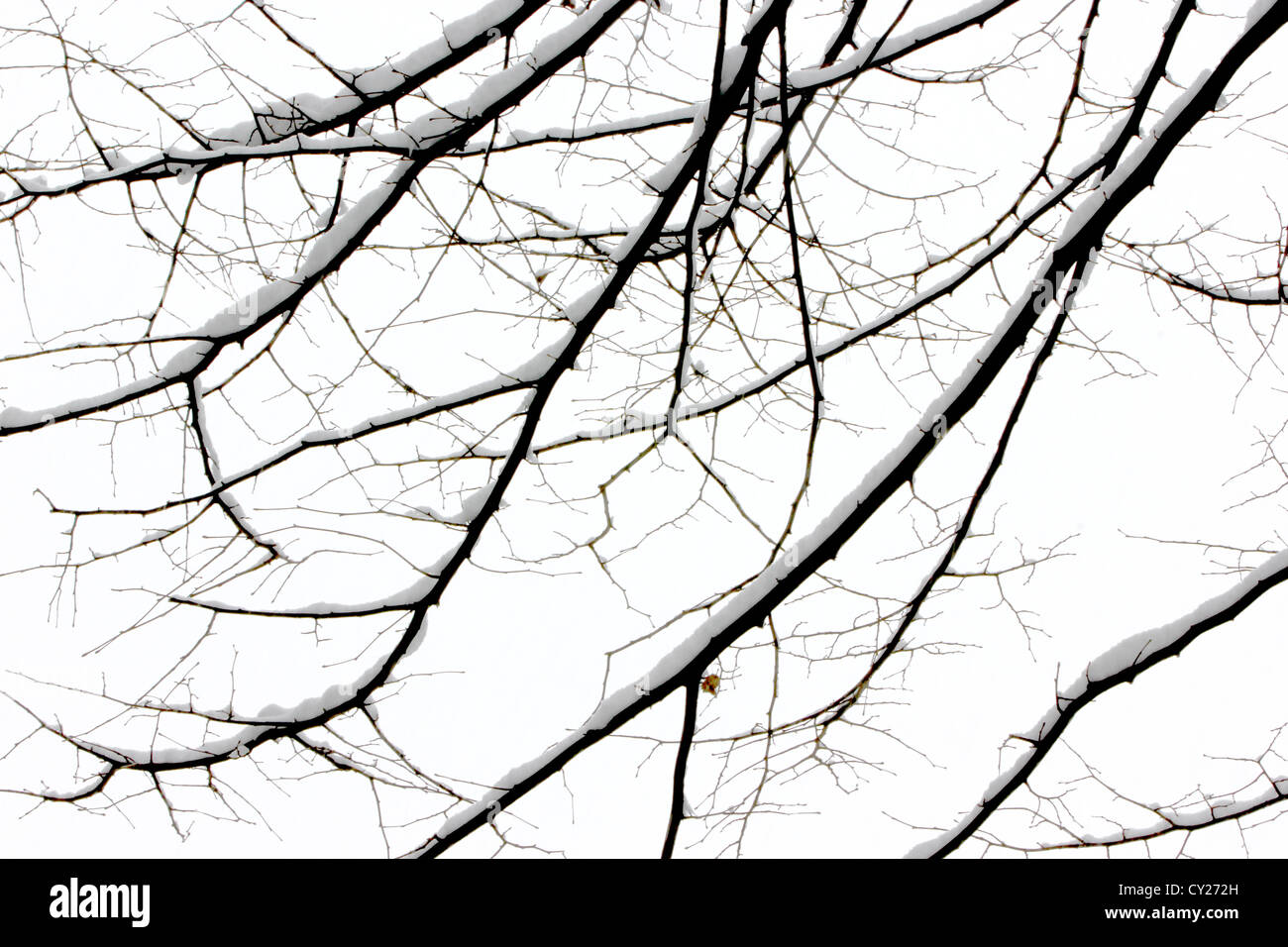snow covered branches of a tree in the winter season, nature, detail, photoarkive Stock Photo