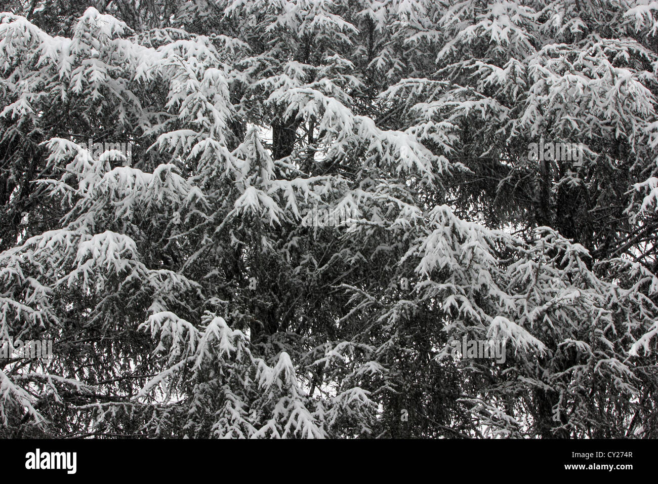 green tree covered in white snow, detail, winter, photoarkive Stock Photo