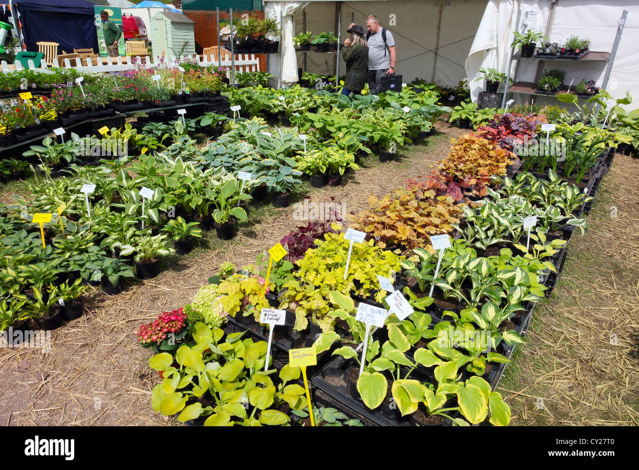 One of the many colourful trade stands and plant stalls at the RHS Malvern Show, Worcestershire, England, UK Stock Photo