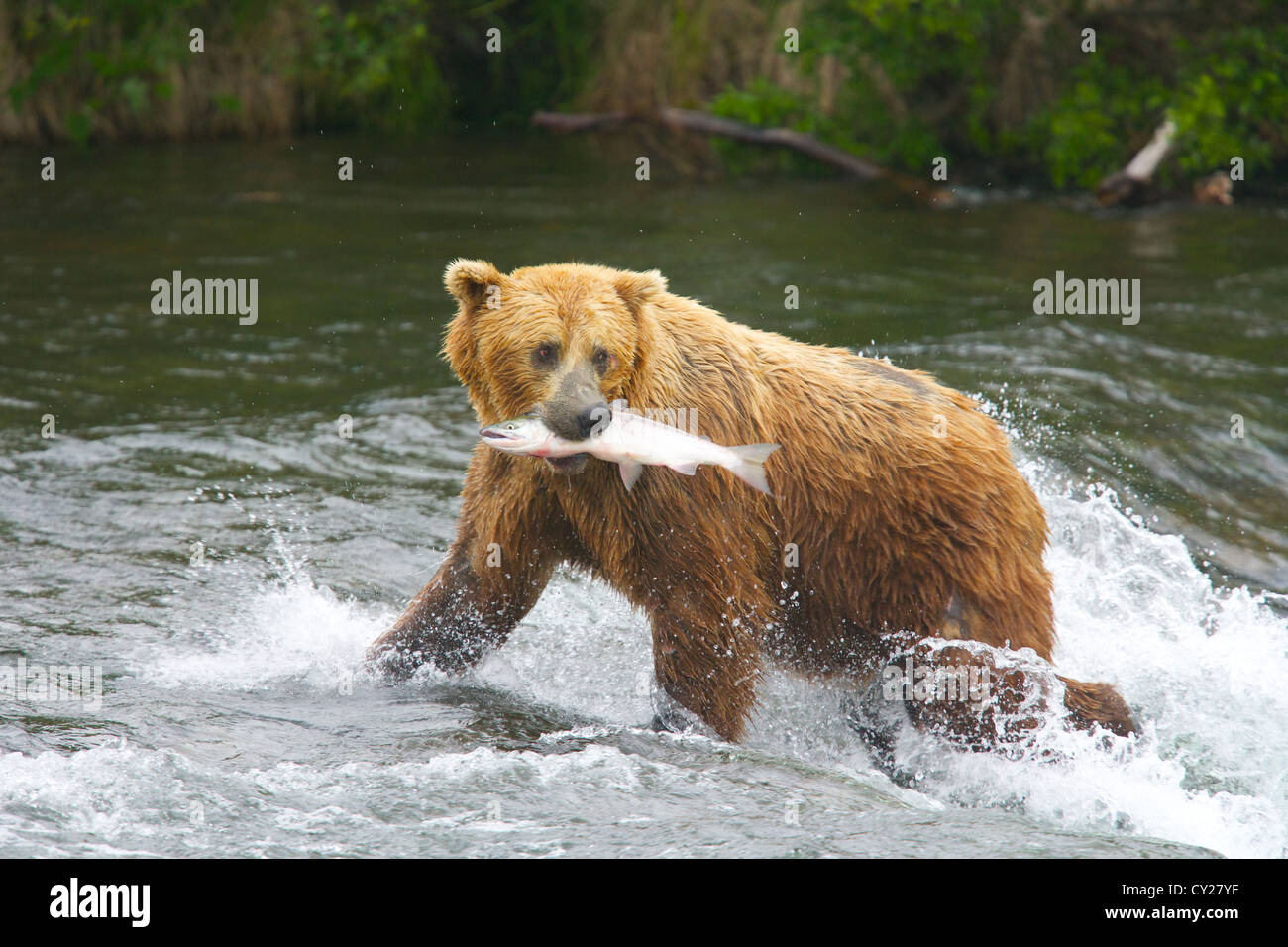 Brown bears of Katmai National Park in Alaska Stock Photo