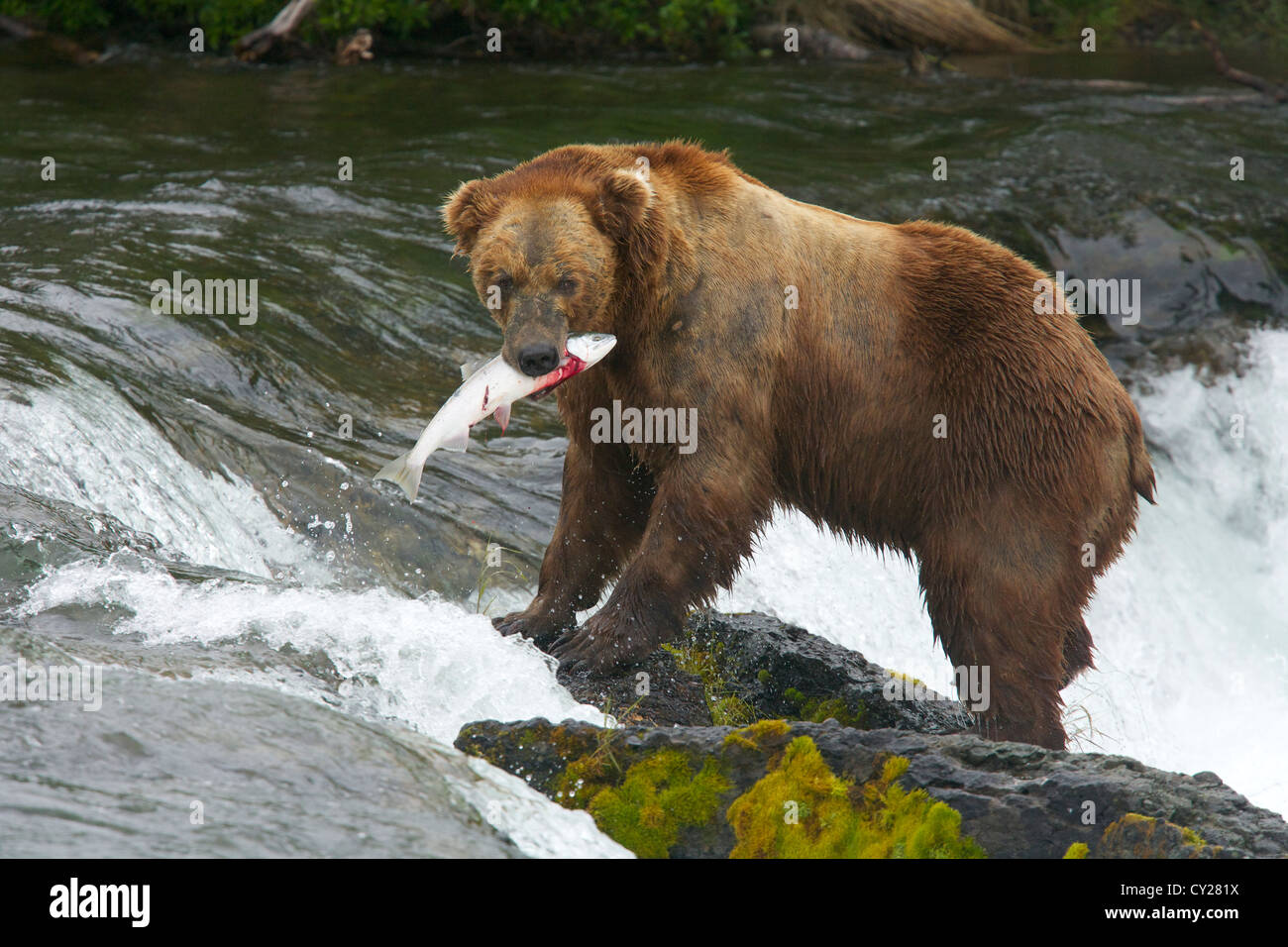 Brown bears of Katmai National Park in Alaska Stock Photo