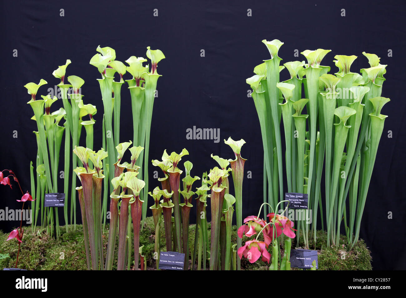 A dramatic display of insectivorous plants in the Floral Marquee at the RHS Malvern Show, Worcestershire, England, UK Stock Photo
