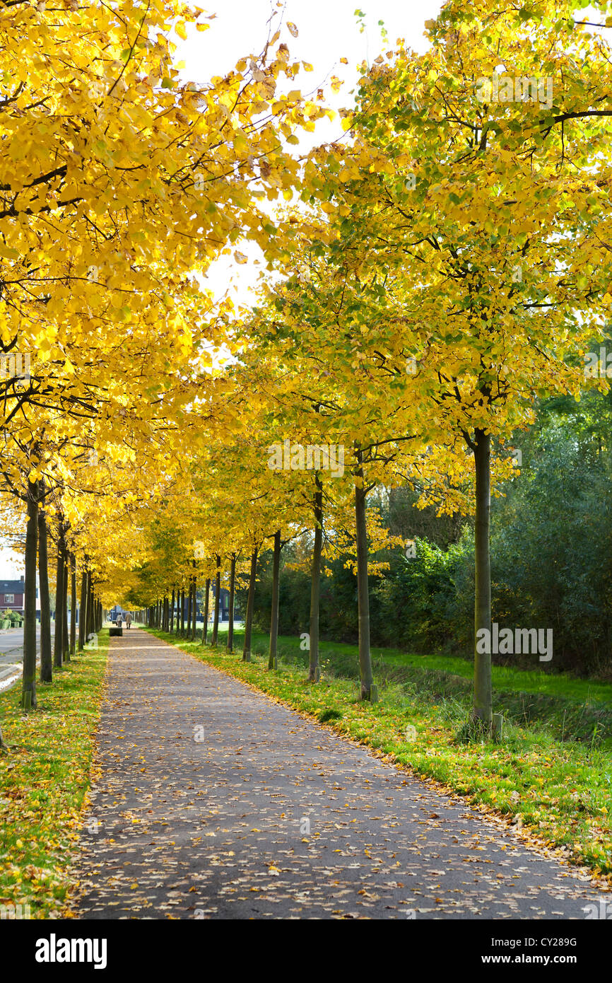 alley with yellow autumn lines of trees Stock Photo - Alamy