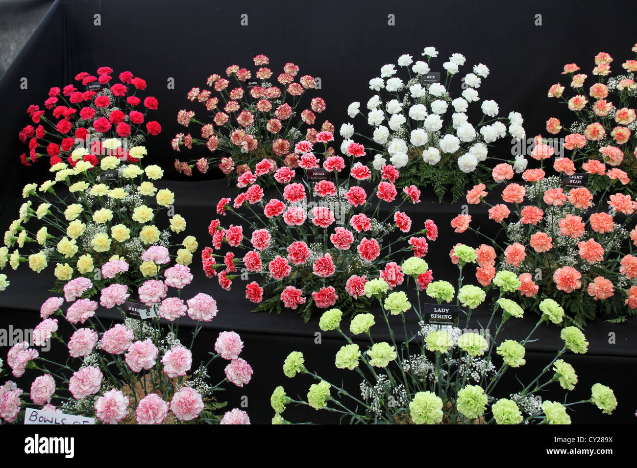 A colourful display of carnations in the Floral Marquee at the RHS