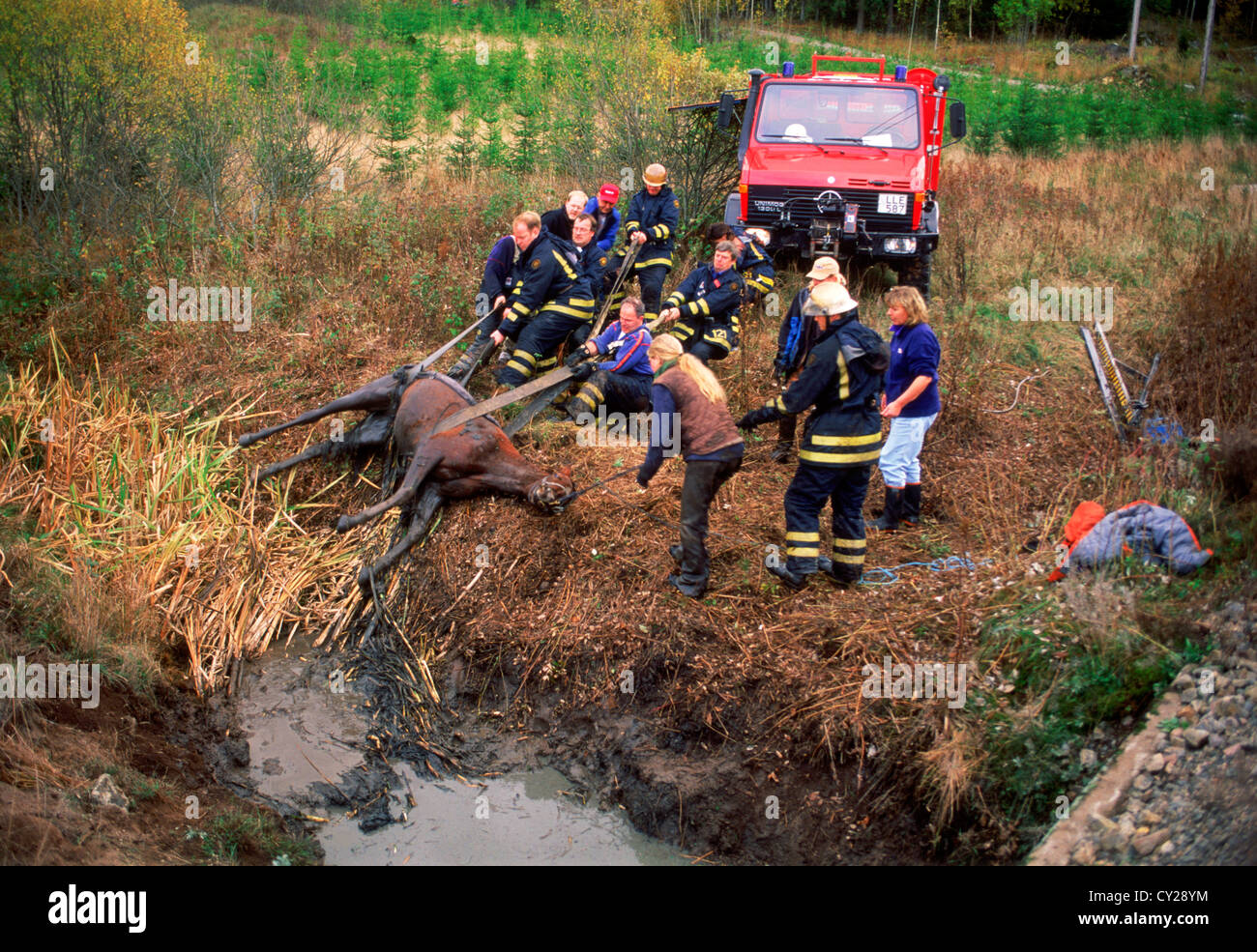 Volunteer firemen performing animal rescue on horse trapped in muddy ditch in Sweden Stock Photo