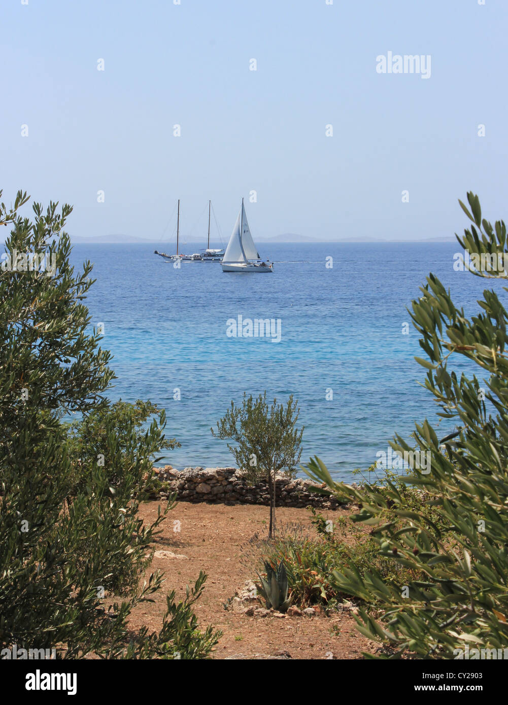 Adriatic seascape with olive trees and sailboats Stock Photo