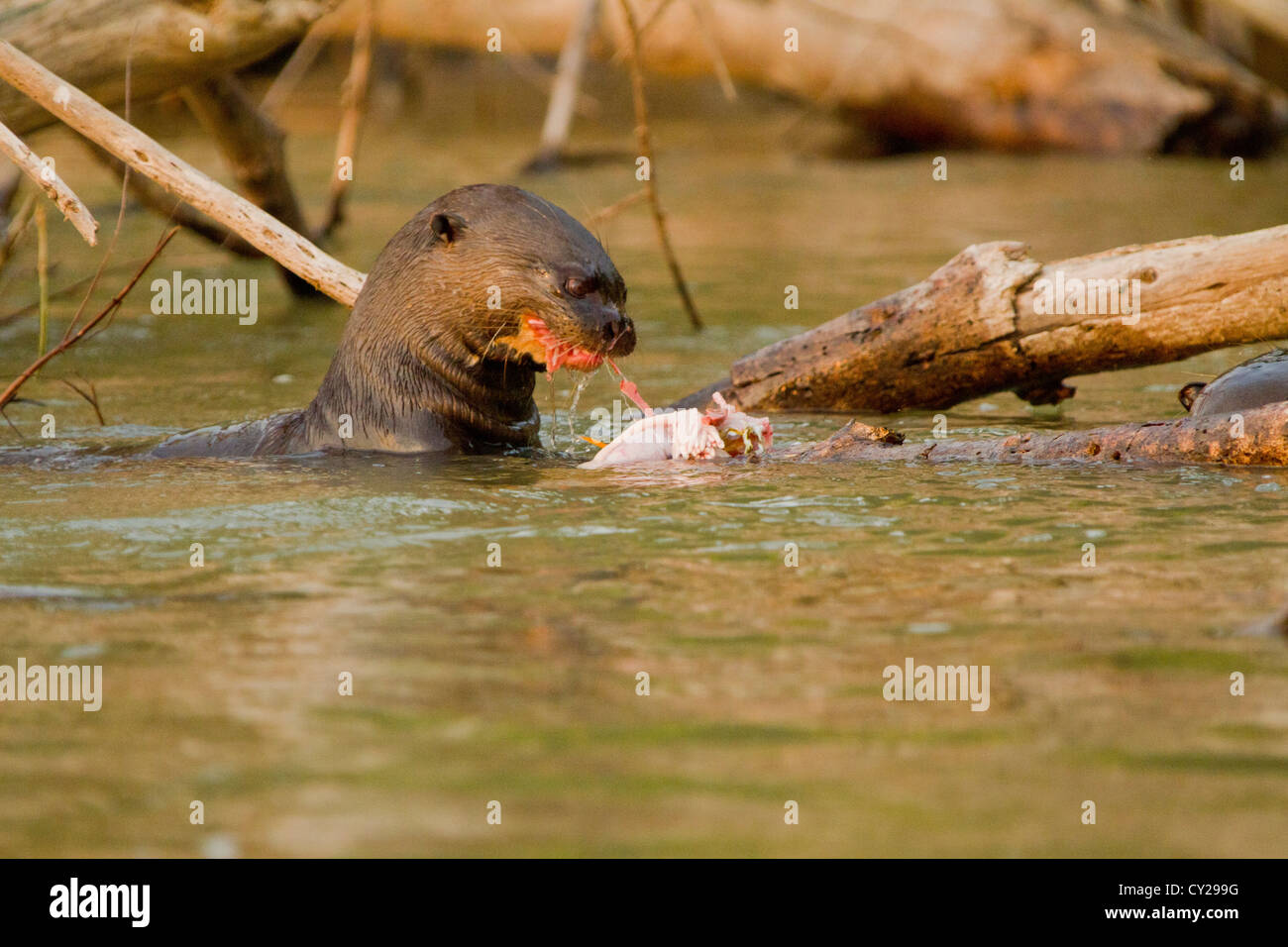 Giant Otter (Pteronura brasiliensis) eating fish Stock Photo - Alamy