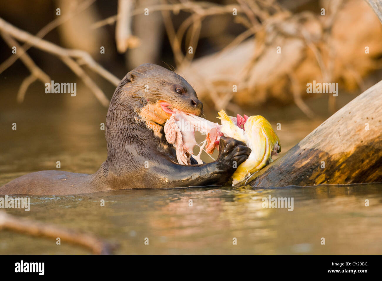 Giant Otter (Pteronura brasiliensis) eating fish Stock Photo Alamy
