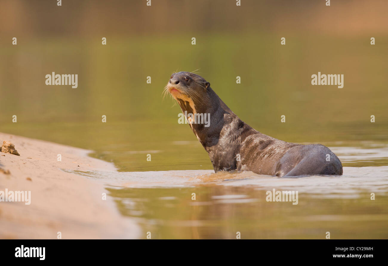 Giant Otter (Pteronura brasiliensis) Stock Photo
