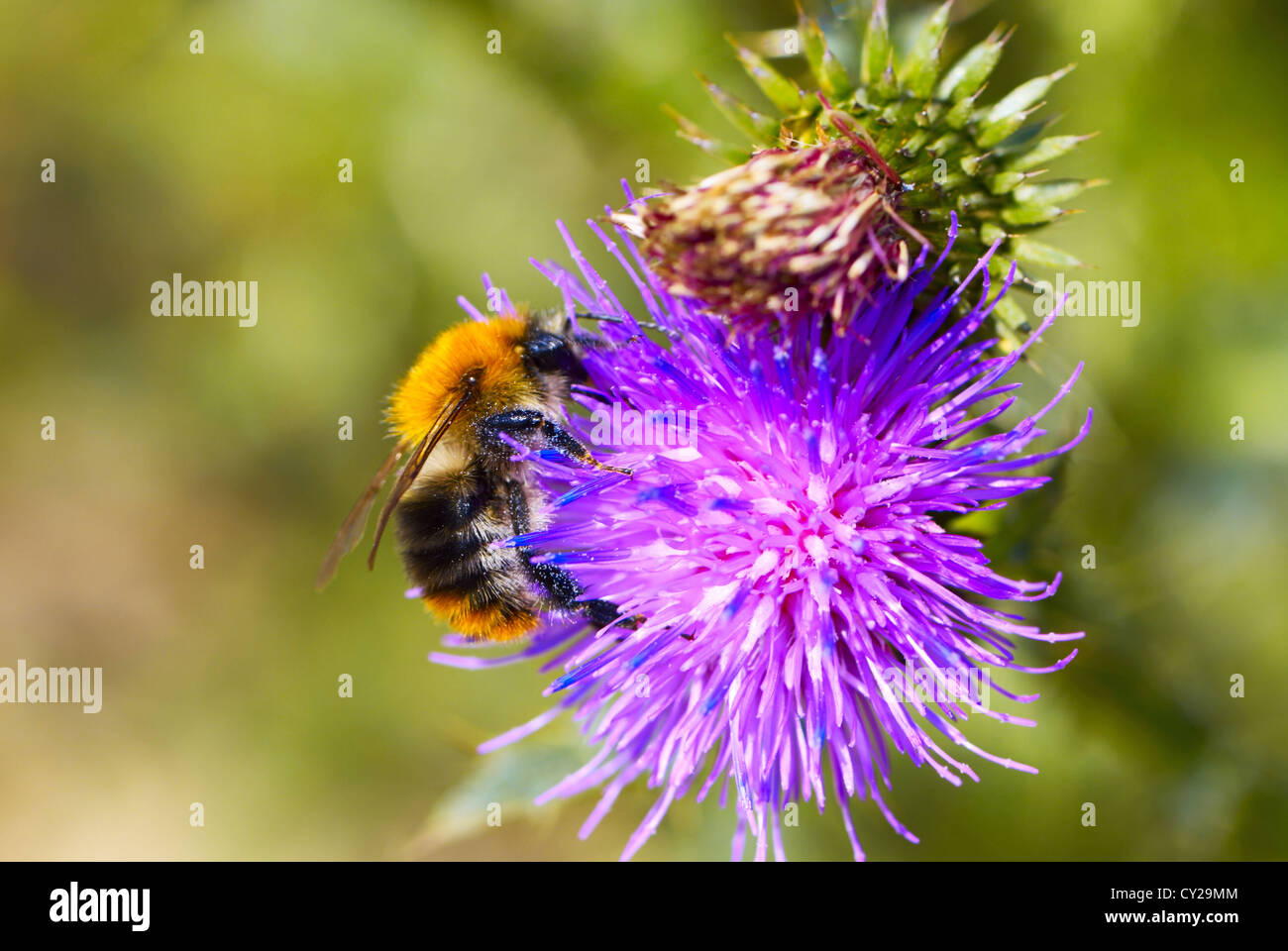 Close up of honey bee on knapweed flower Stock Photo