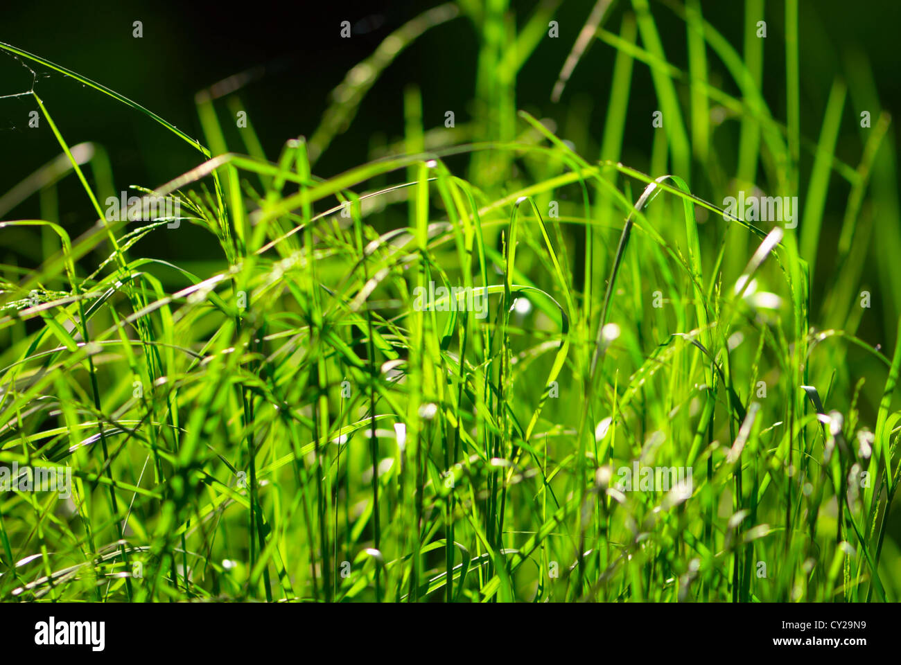 Back to the lush green grass hi-res stock photography and images - Alamy