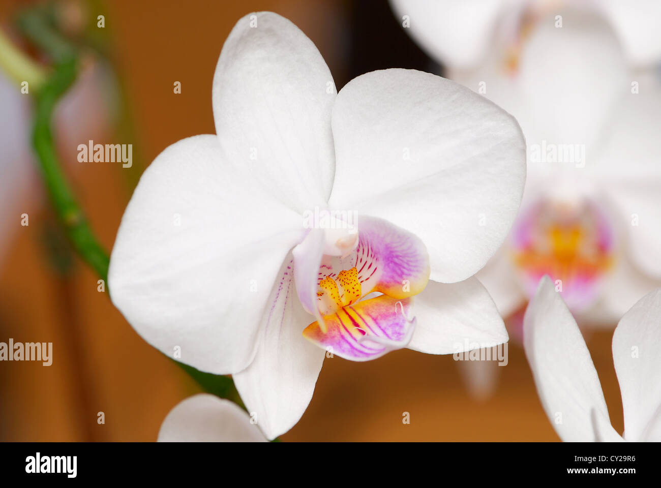 Gently white orchid (phalaenopsis) Stock Photo
