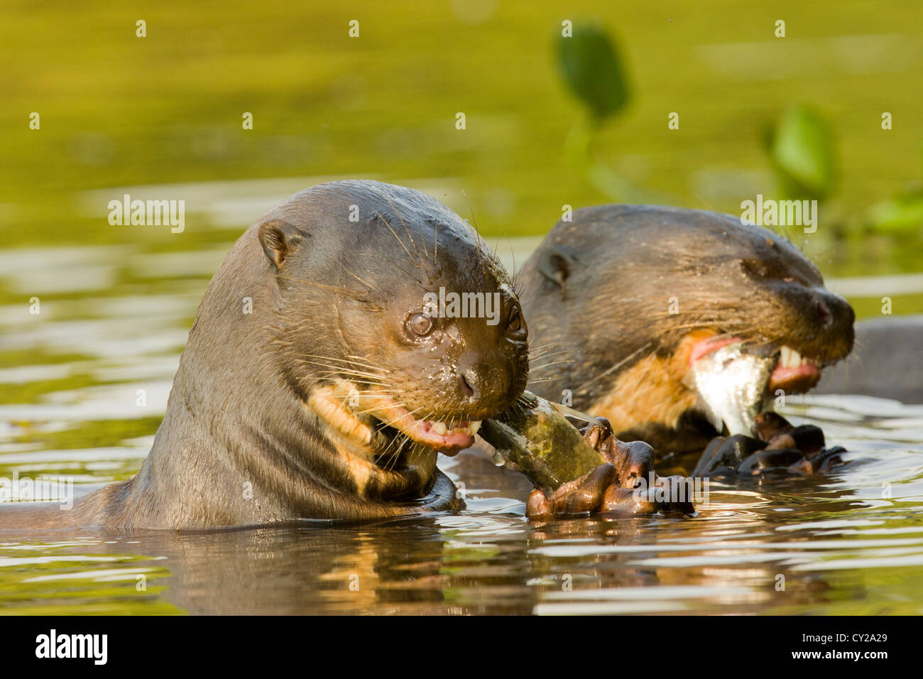 Giant Otter High Resolution Stock Photography And Images Alamy