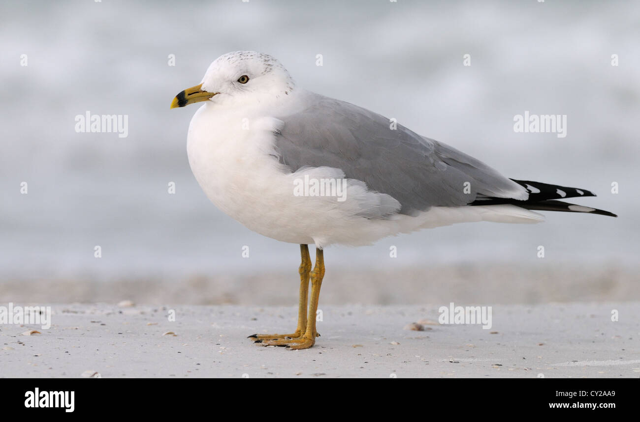 Ring-billed Gull, Larus delawarensis at the beach of Fort De Soto Park near St Petersburg in Florida, America, USA Stock Photo