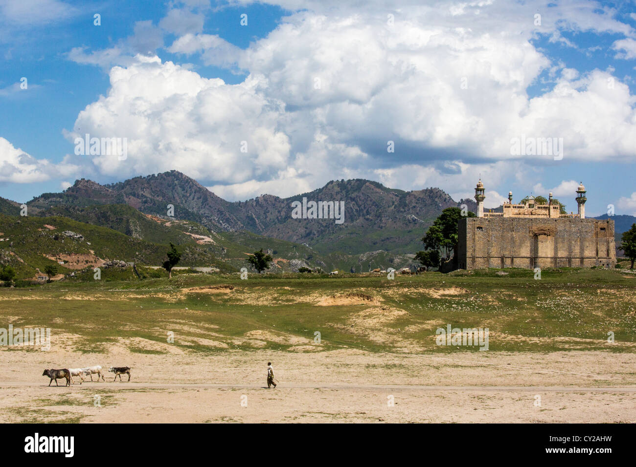 Mosque and cattle near Taxila, Pakistan Stock Photo