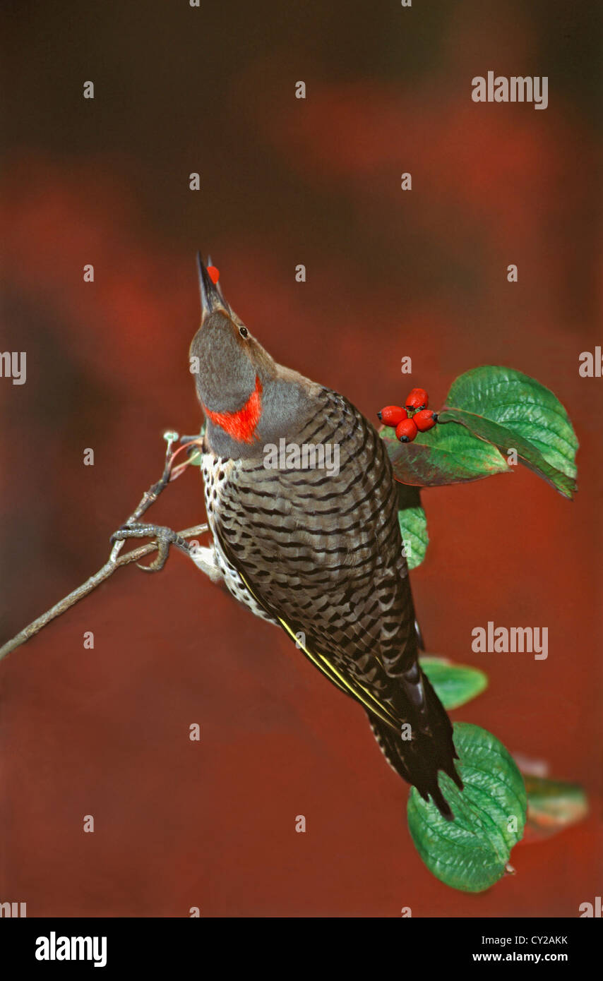 Flicker woodpecker perched branch of dogwood tree in fall eating red berries, Missouri USA Stock Photo