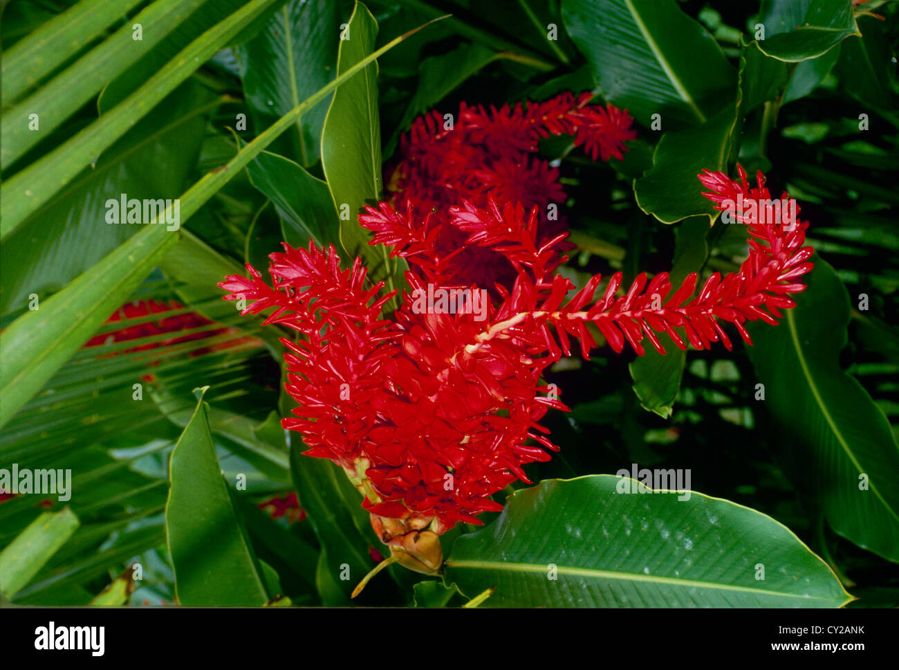 Blooming red flower of ginger plant, Tortegara, Costa Rica Stock Photo