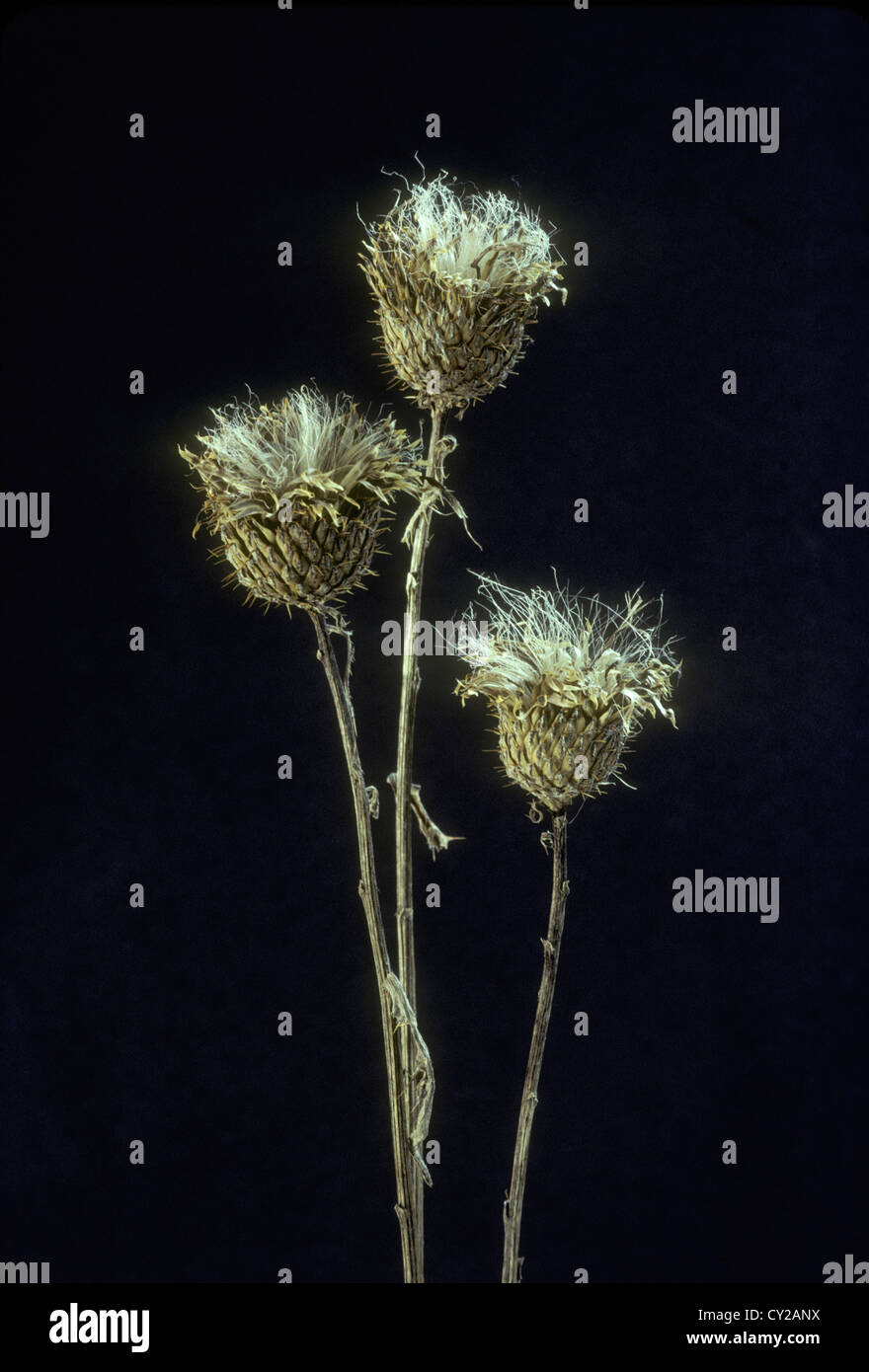 Three dried flowers and seed heads of thistle, Asteraceae, dried, Missouri USA Stock Photo