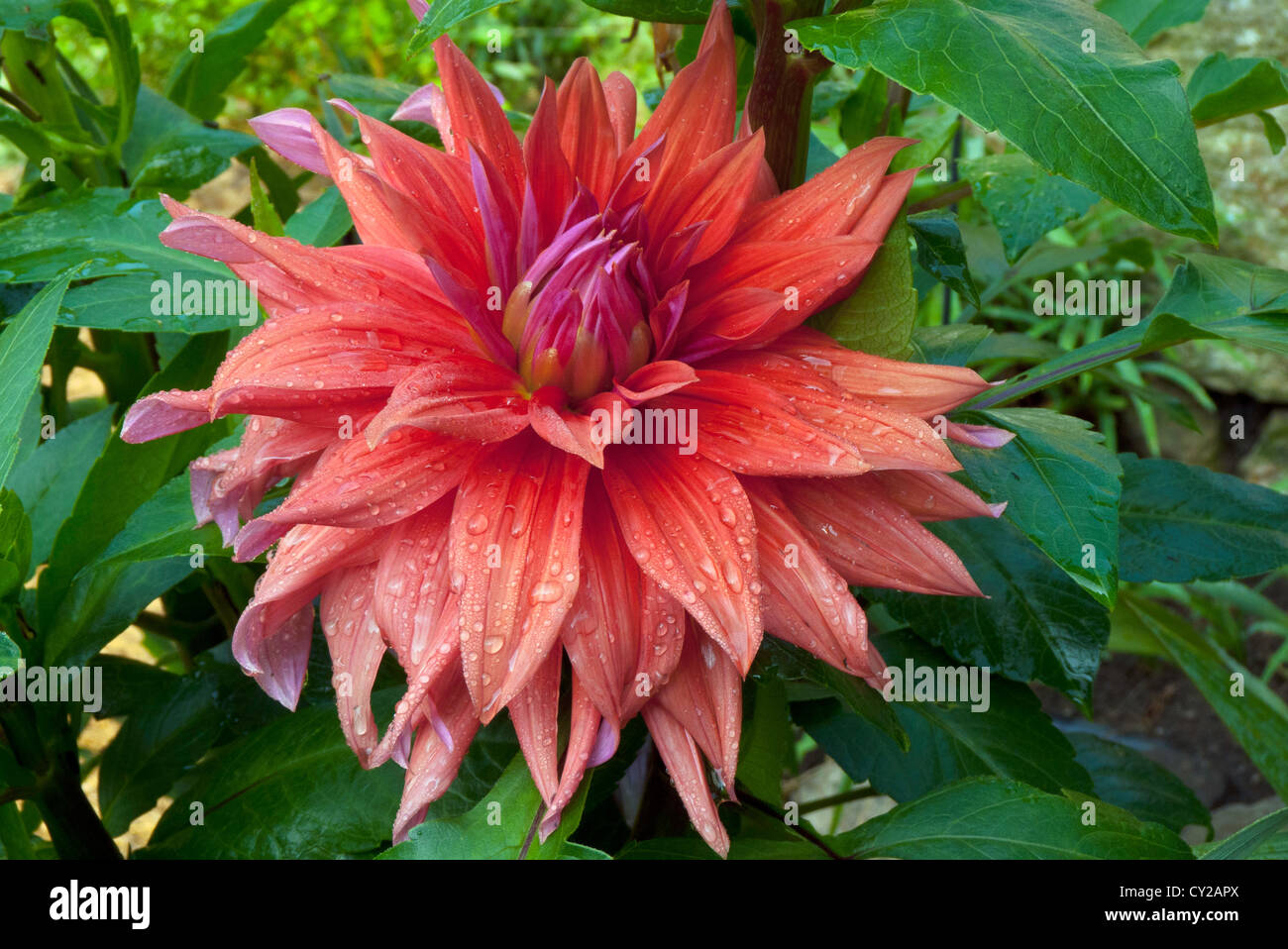 Dahlia in Yarmouth Community Garden and Meals on Wheels customers, Yarmouth Maine Stock Photo