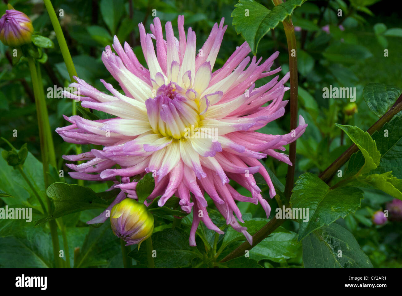 Blooming Dahlia in Yarmouth Community Garden and Meals on Wheels customers, Yarmouth Maine, USA Stock Photo