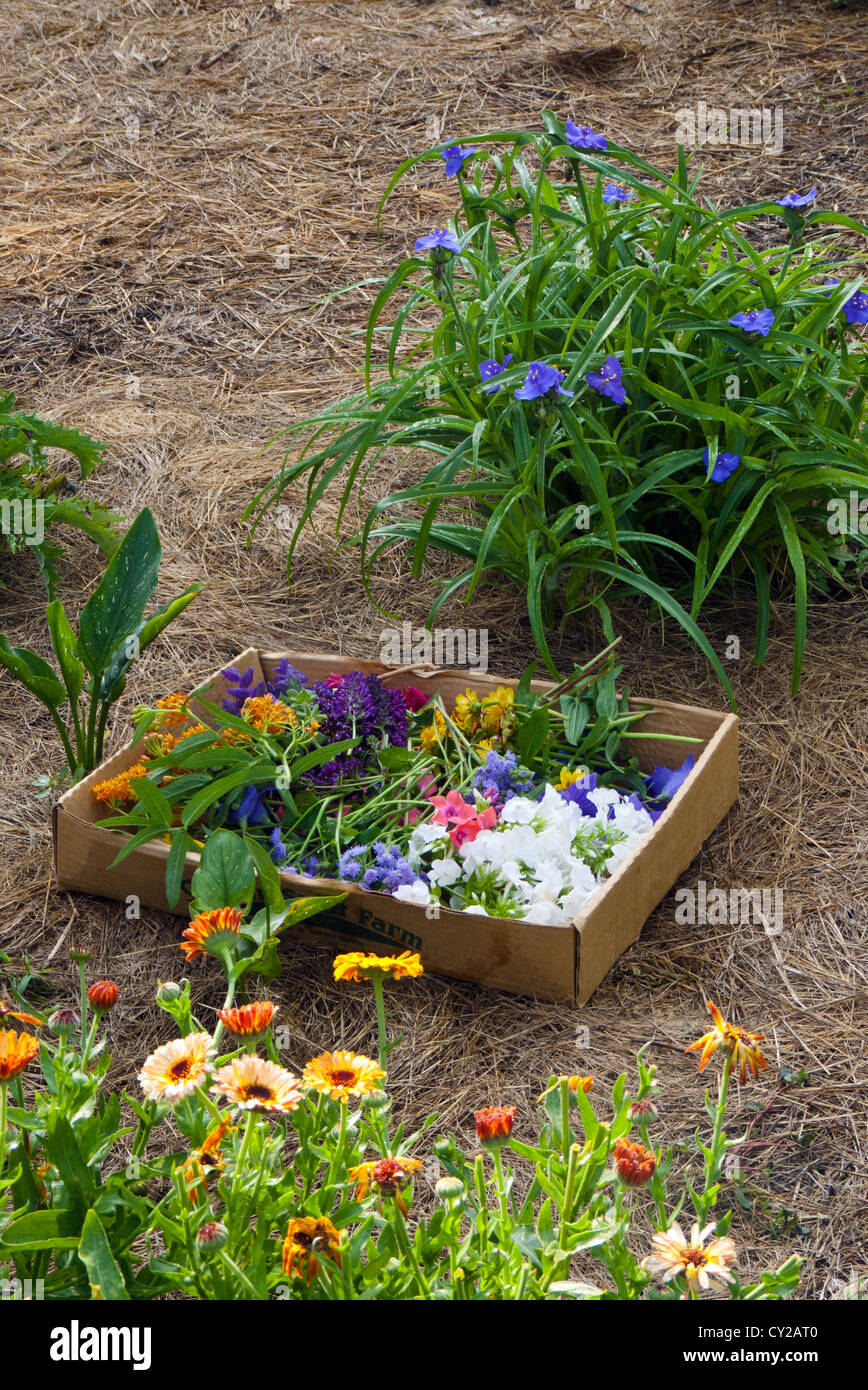 Picking flowers for Yarmouth Community Garden and Meals on Wheels customers, Yarmouth Maine