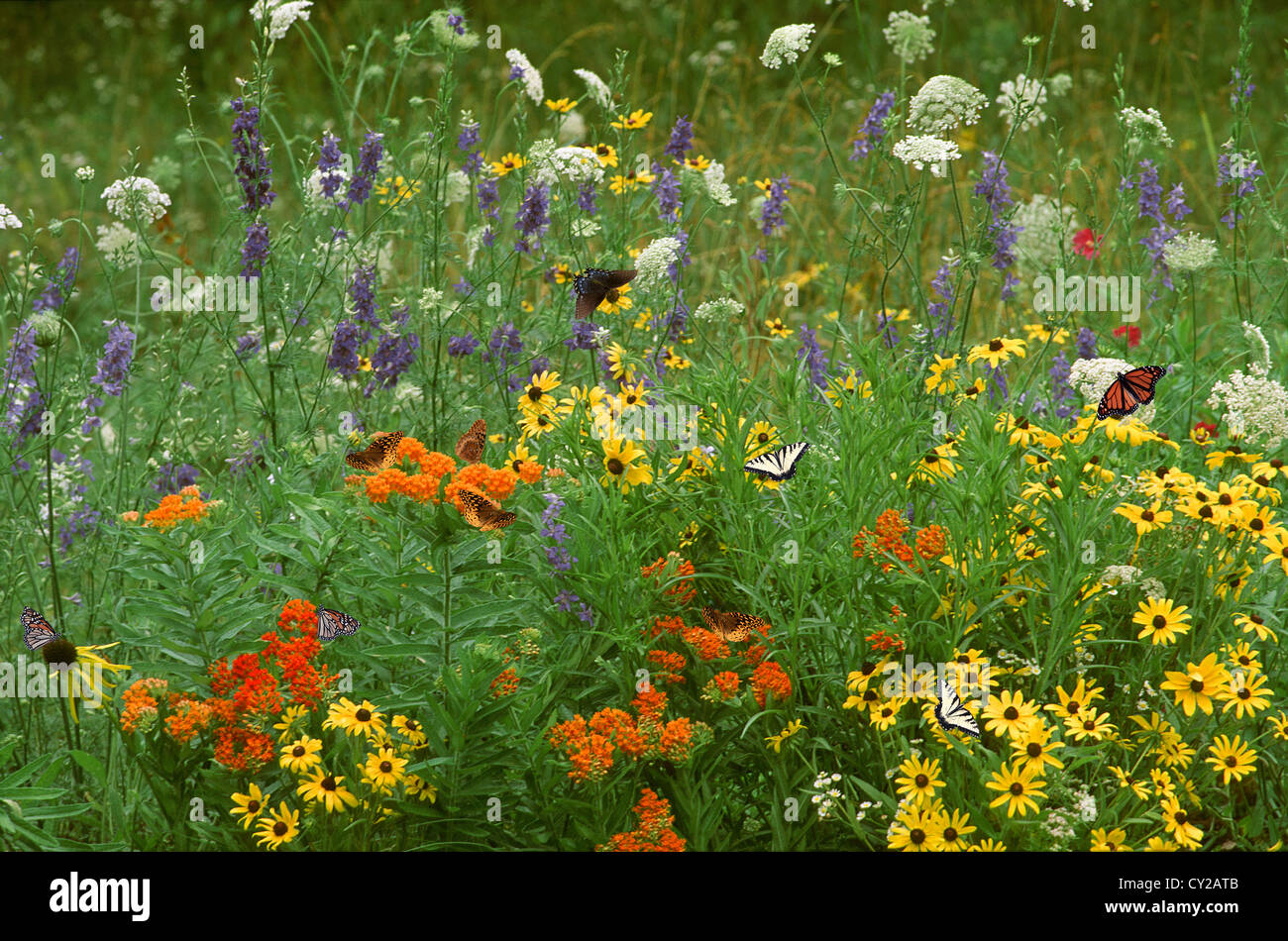Country meadow flower garden with native plants blooming and many butterfly species- Tiger swallowtail, Monarch, Fritillary, USA Stock Photo